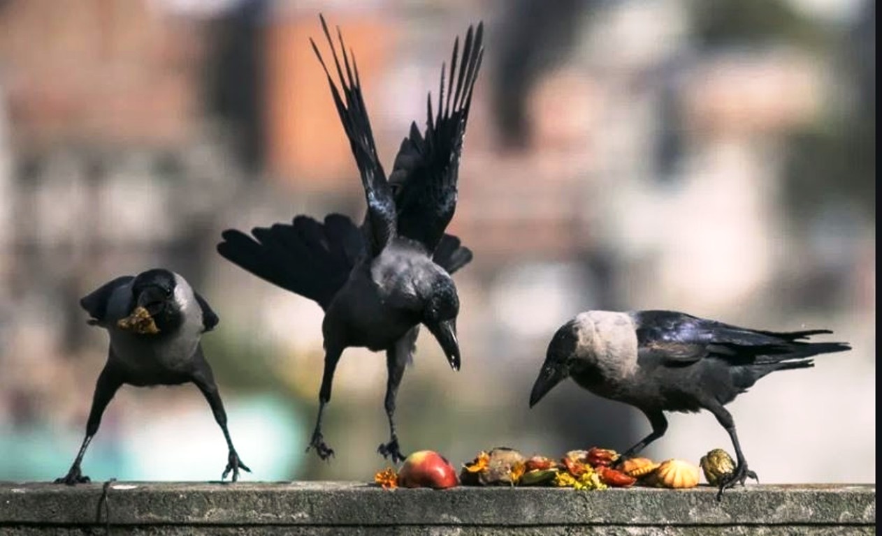 कार्तिक कृष्ण त्रयोदशीका दिनमा मनाइने आज काग तिहार