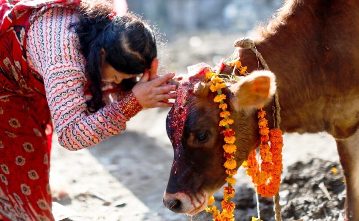 तिहारको चौथो दिनः आज गाई, गोरु, हली तिहार, मनाइयो लक्ष्मीपूजा पर्व